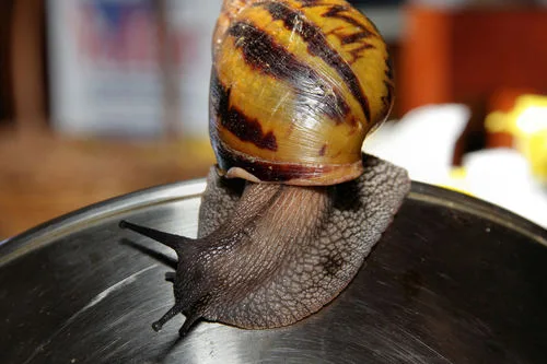 Foto von Achatina achatina