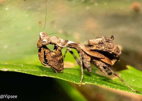 Foto von Acromantis japonica