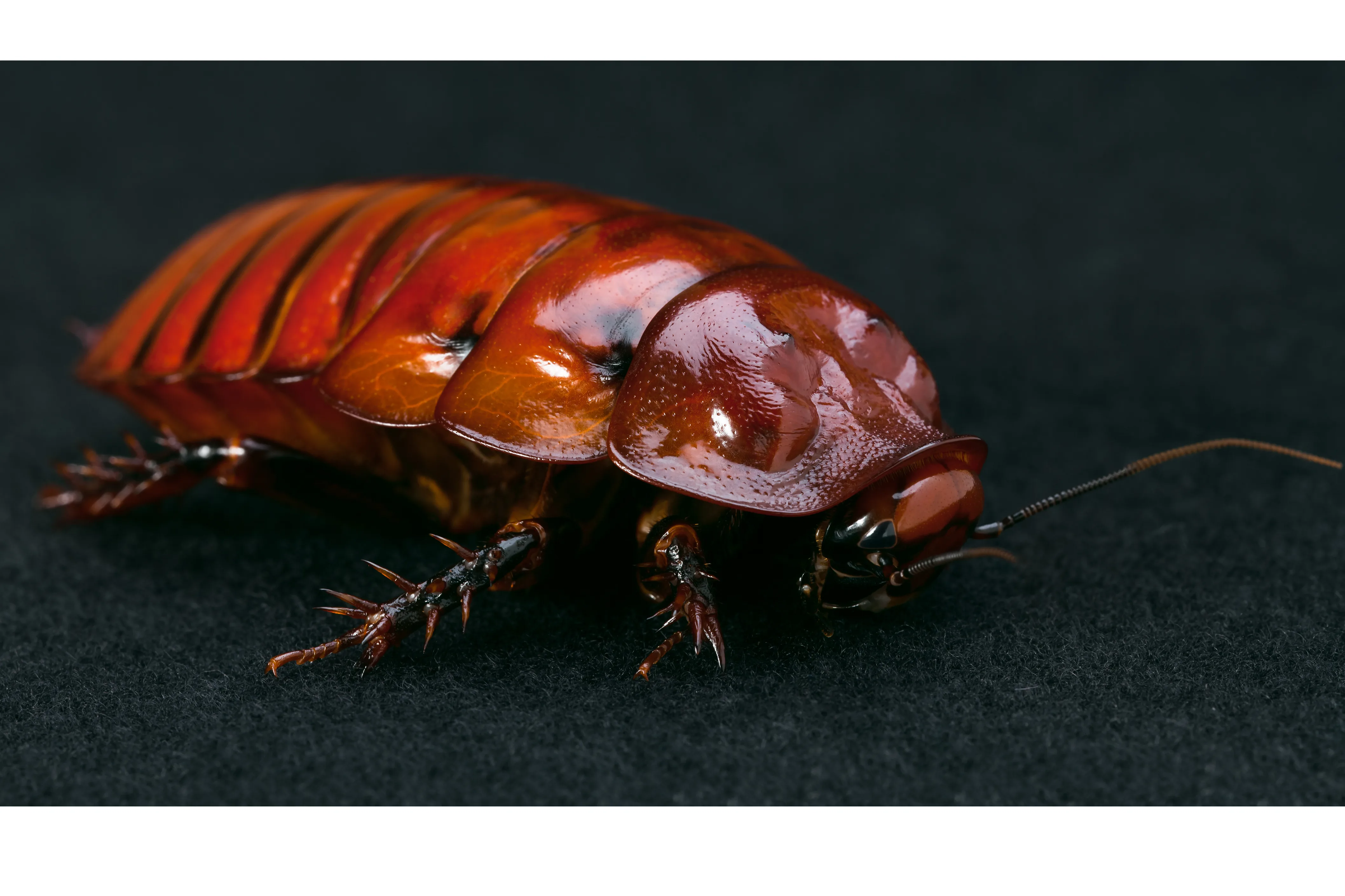 Foto von Blaberus colosseus