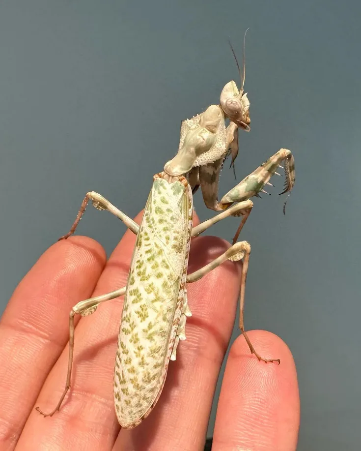 Foto von Blepharopsis mendica