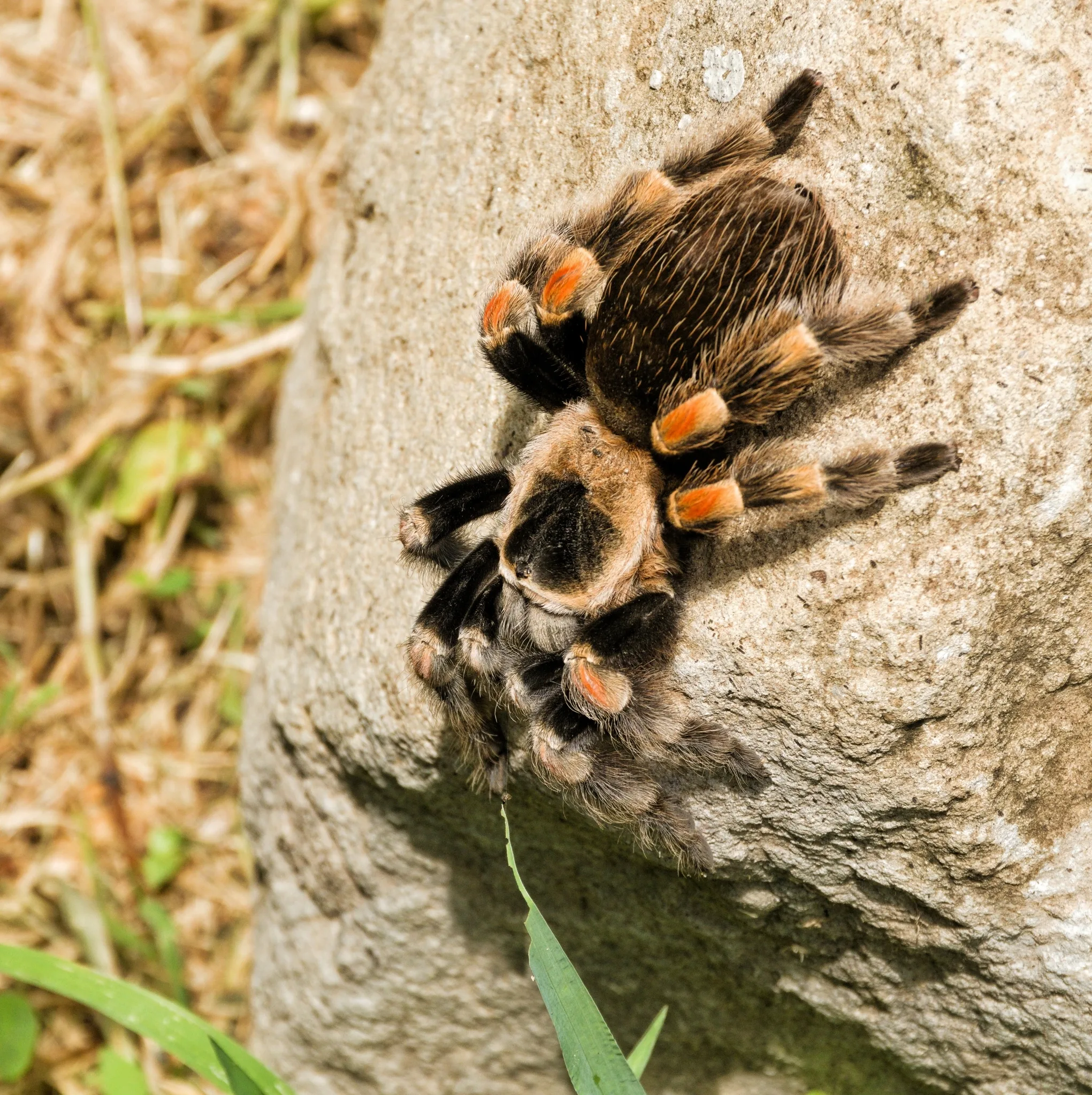Brachypelma hamorii — Bild 2 von 3