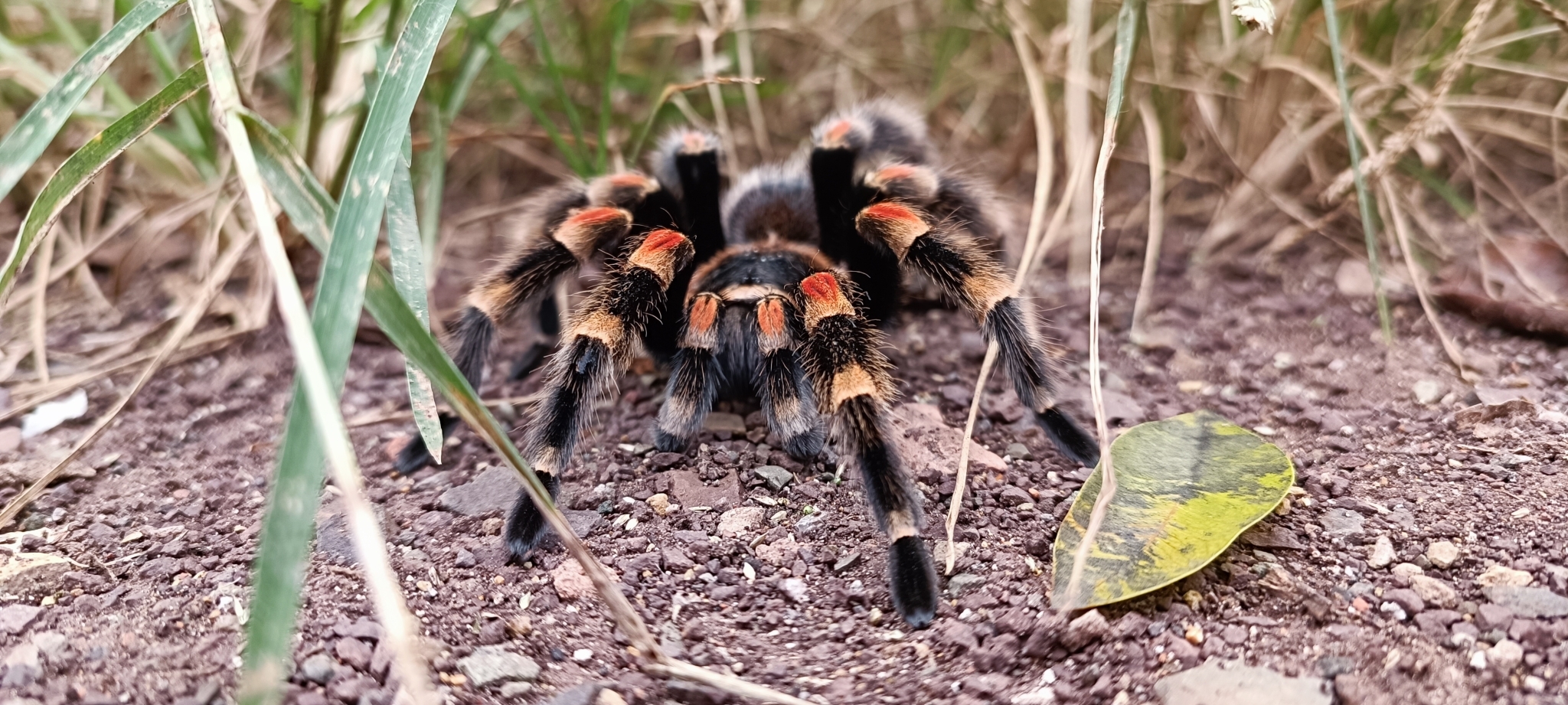 Foto von Brachypelma hamorii