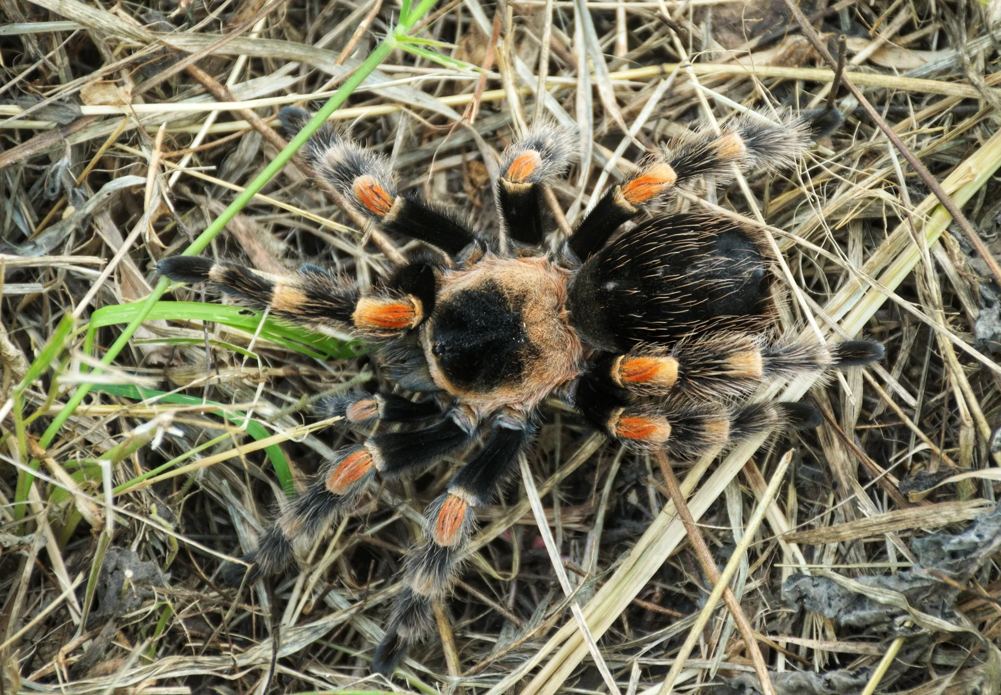 Brachypelma hamorii — Bild 3 von 3