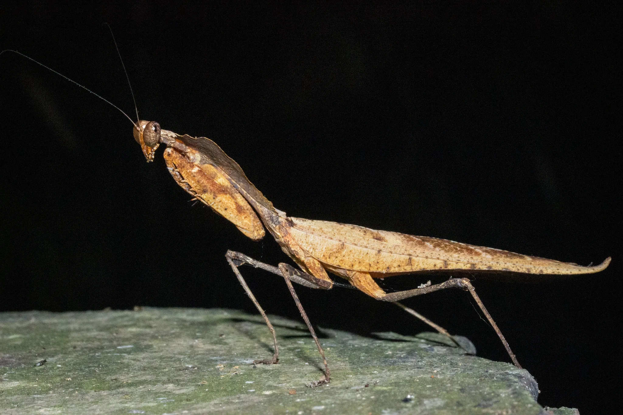 Foto von Deroplatys desiccata