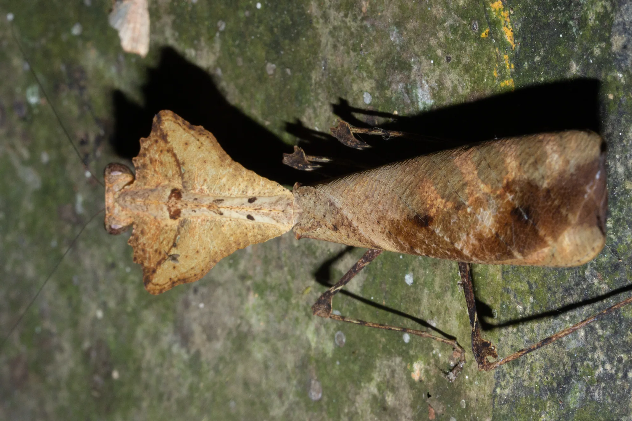 Deroplatys desiccata — Bild 2 von 2