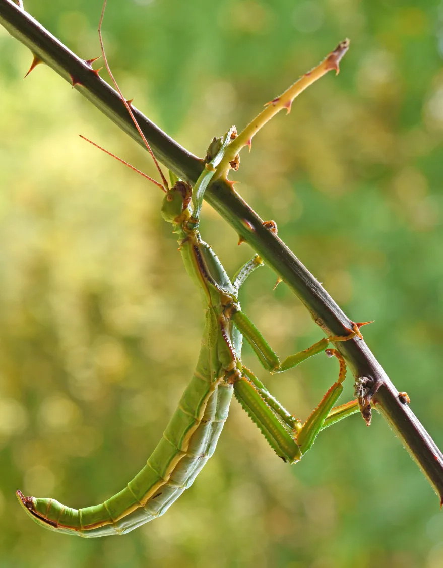Foto von Diapherodes gigantea