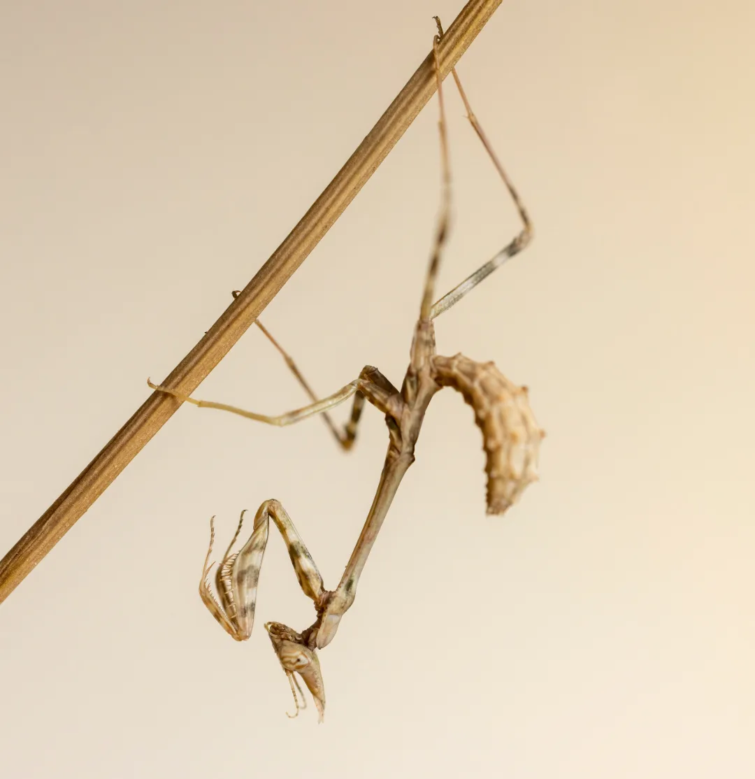 Foto von Empusa hedenborgii