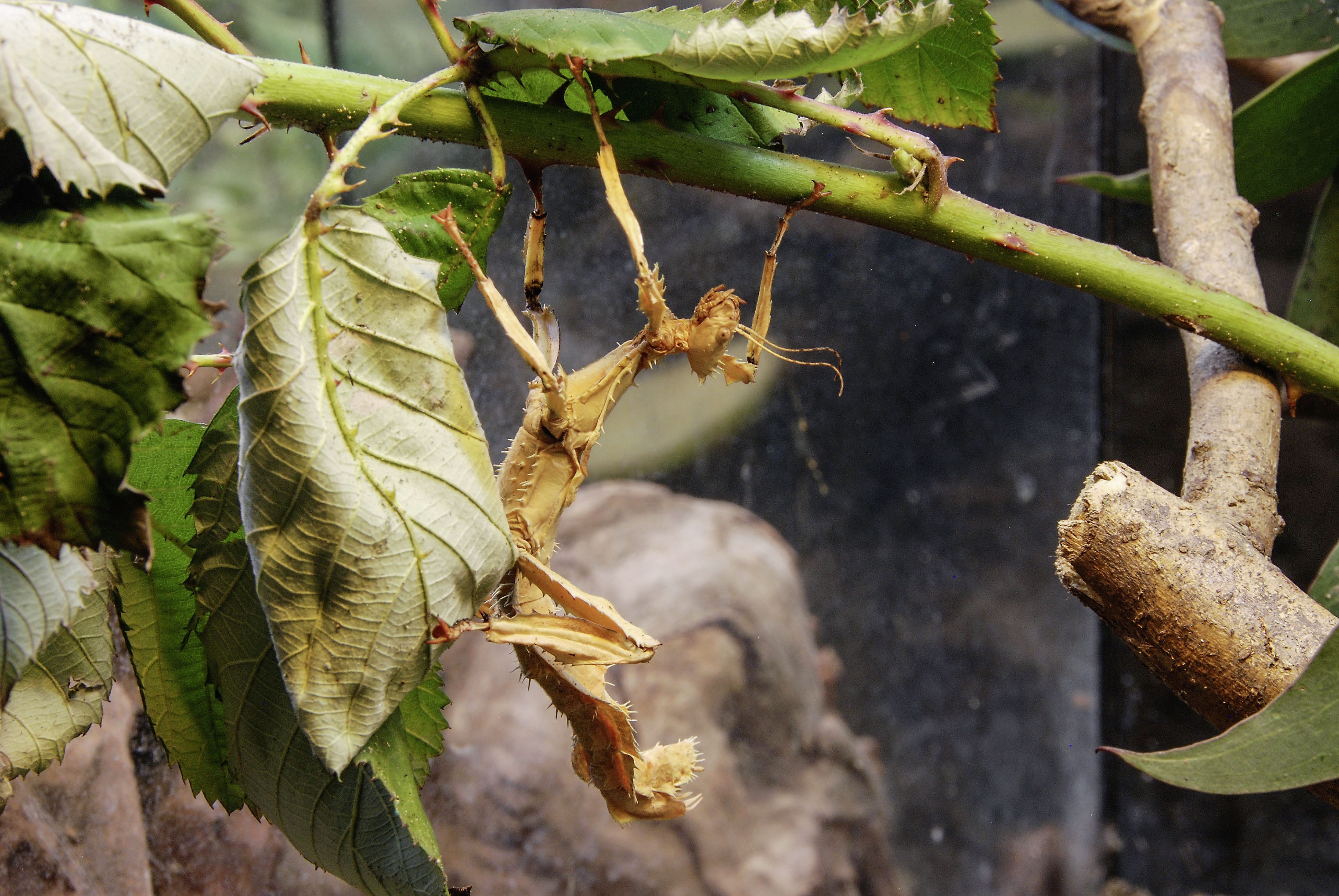 Foto von Extatosoma tiaratum
