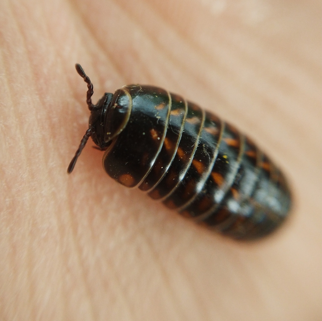 Glomeris hexasticha