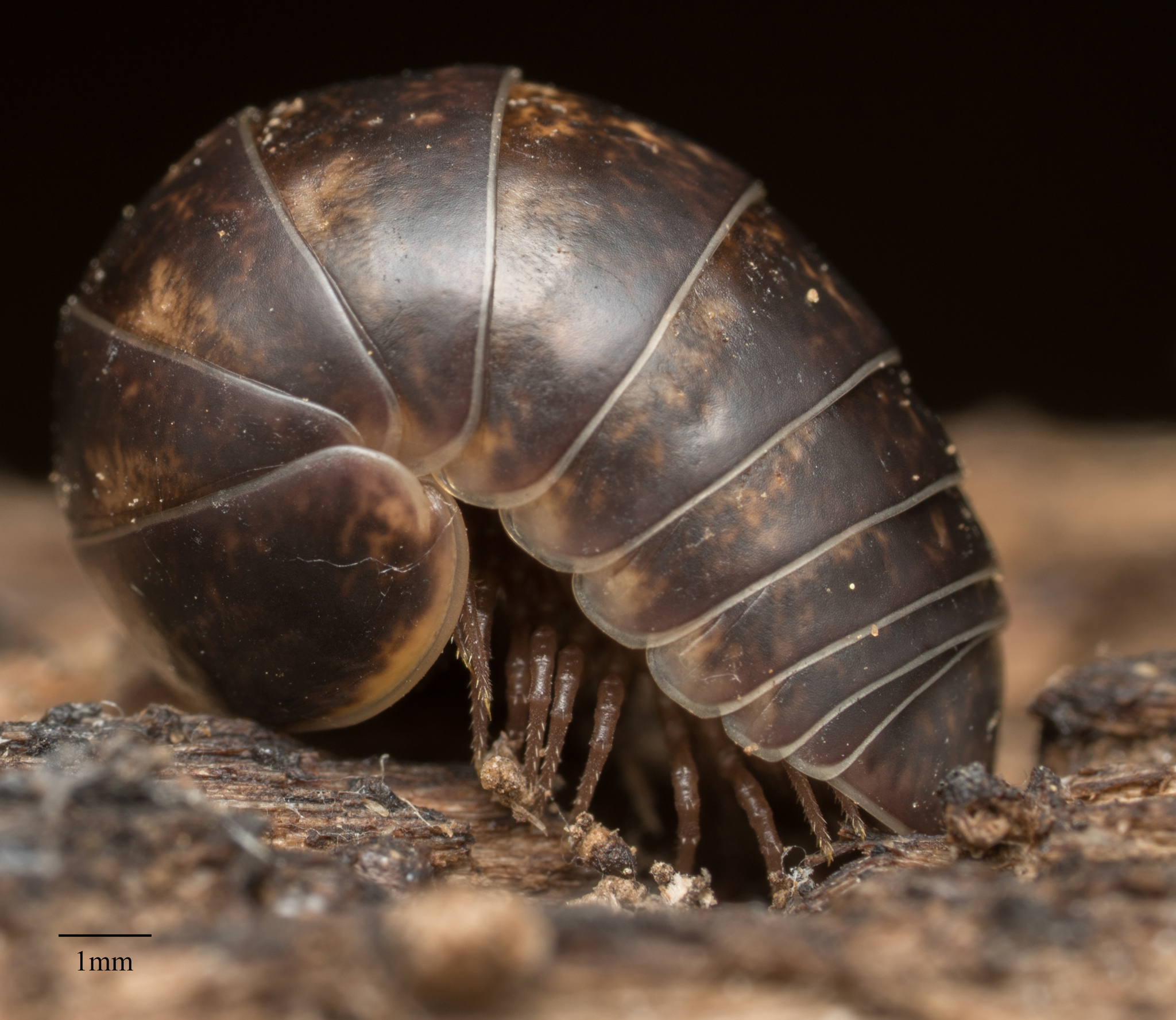 Glomeris undulata