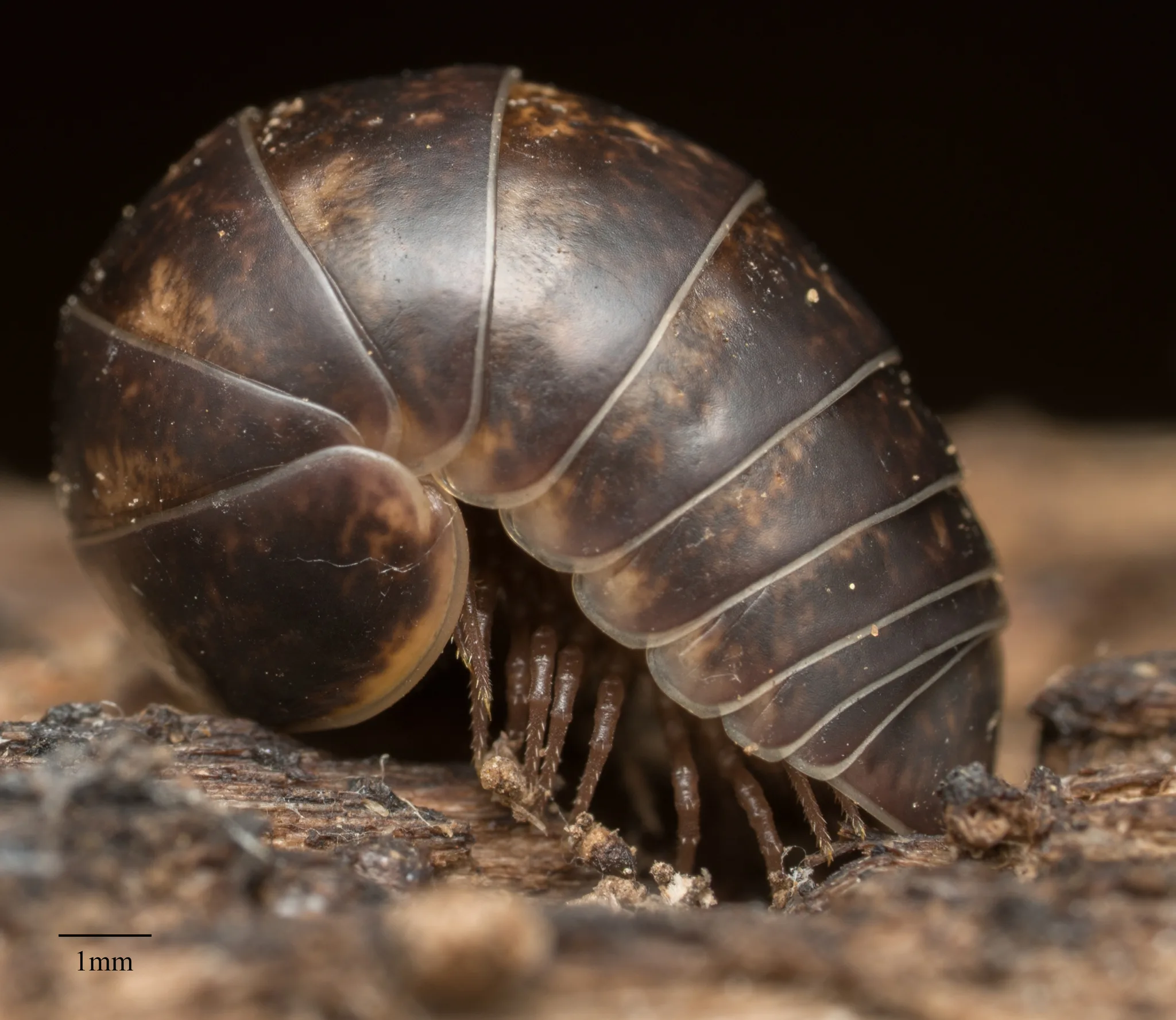 Foto von Glomeris undulata