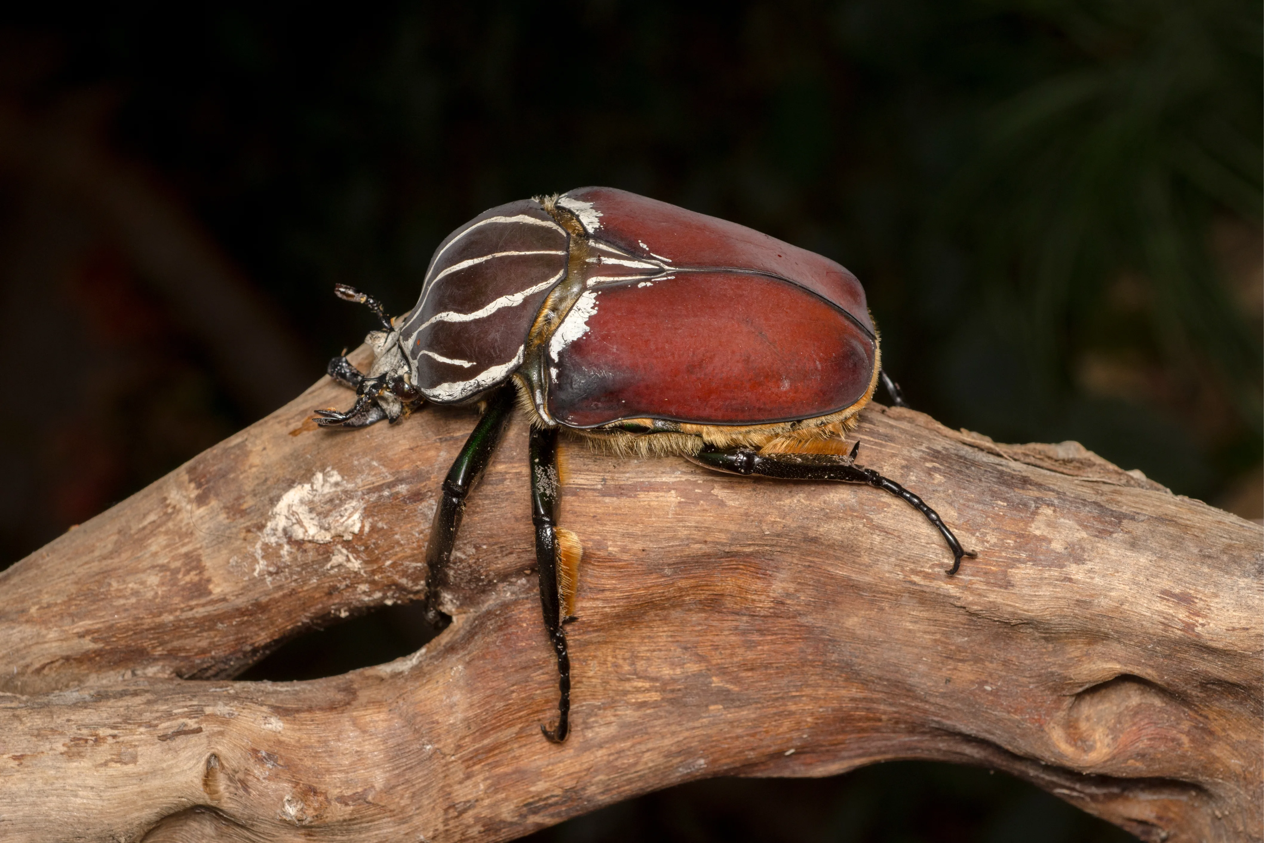 Foto von Goliathus goliatus