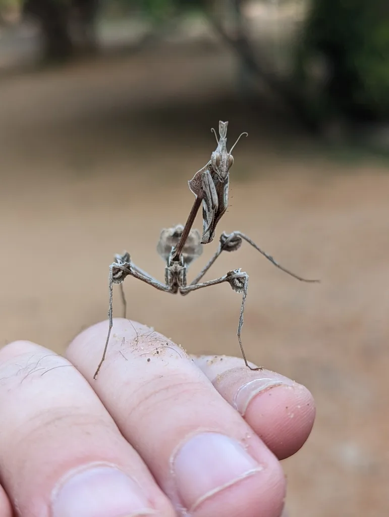 Foto von Gongylus gongylodes