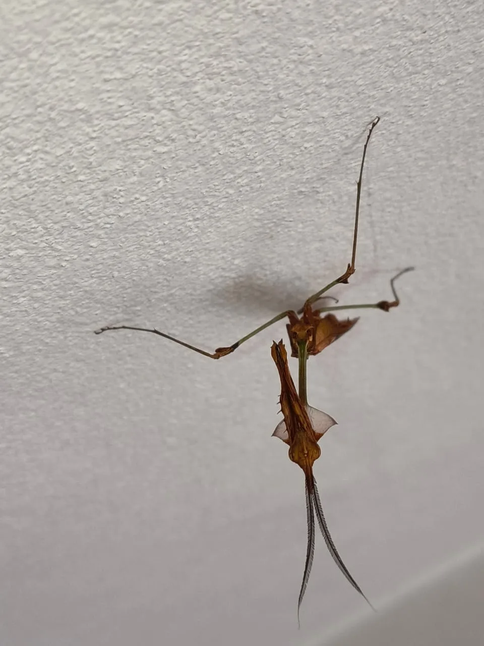 Gongylus gongylodes — Bild 2 von 2