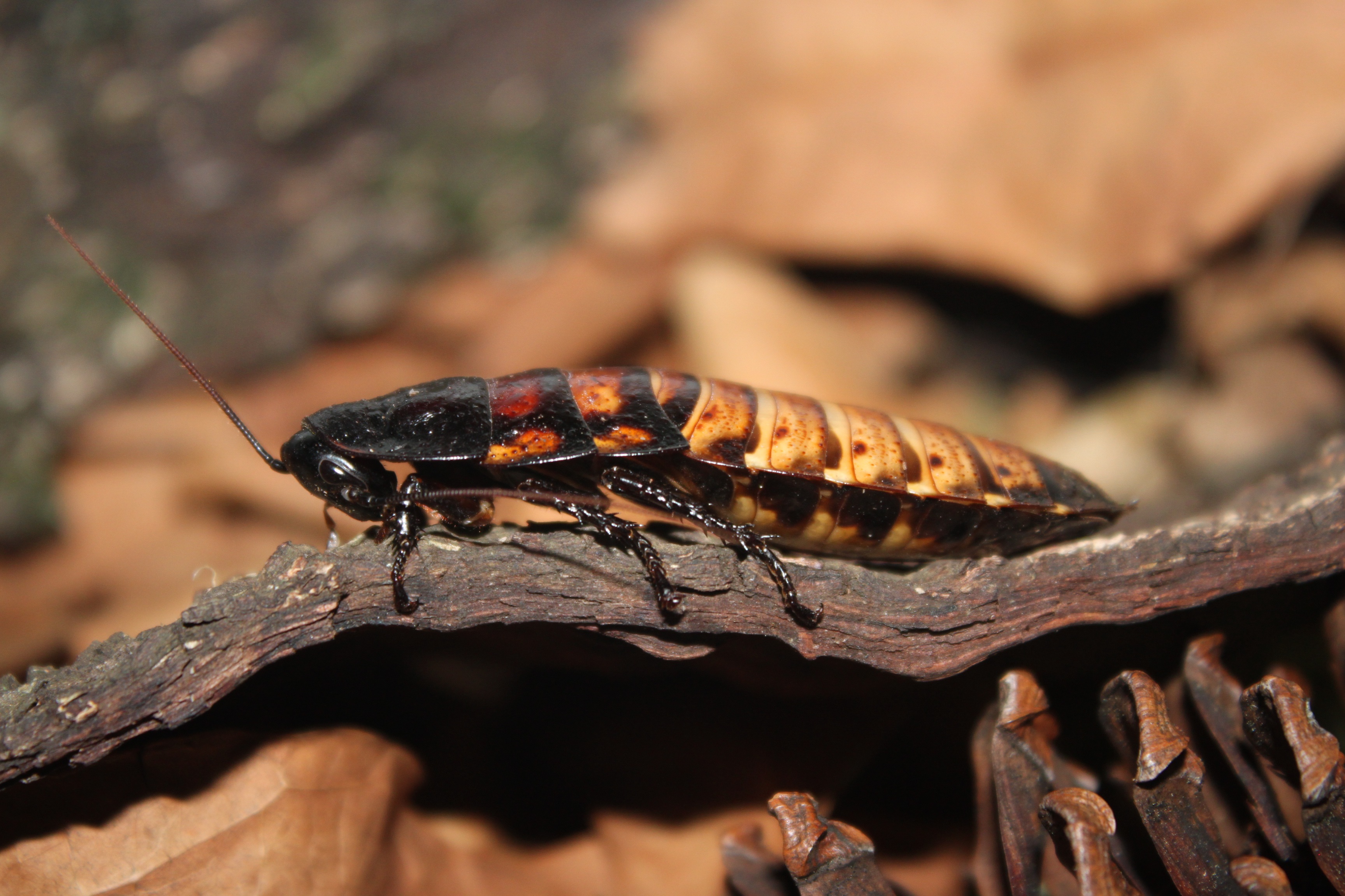 Gromphadorhina portentosa