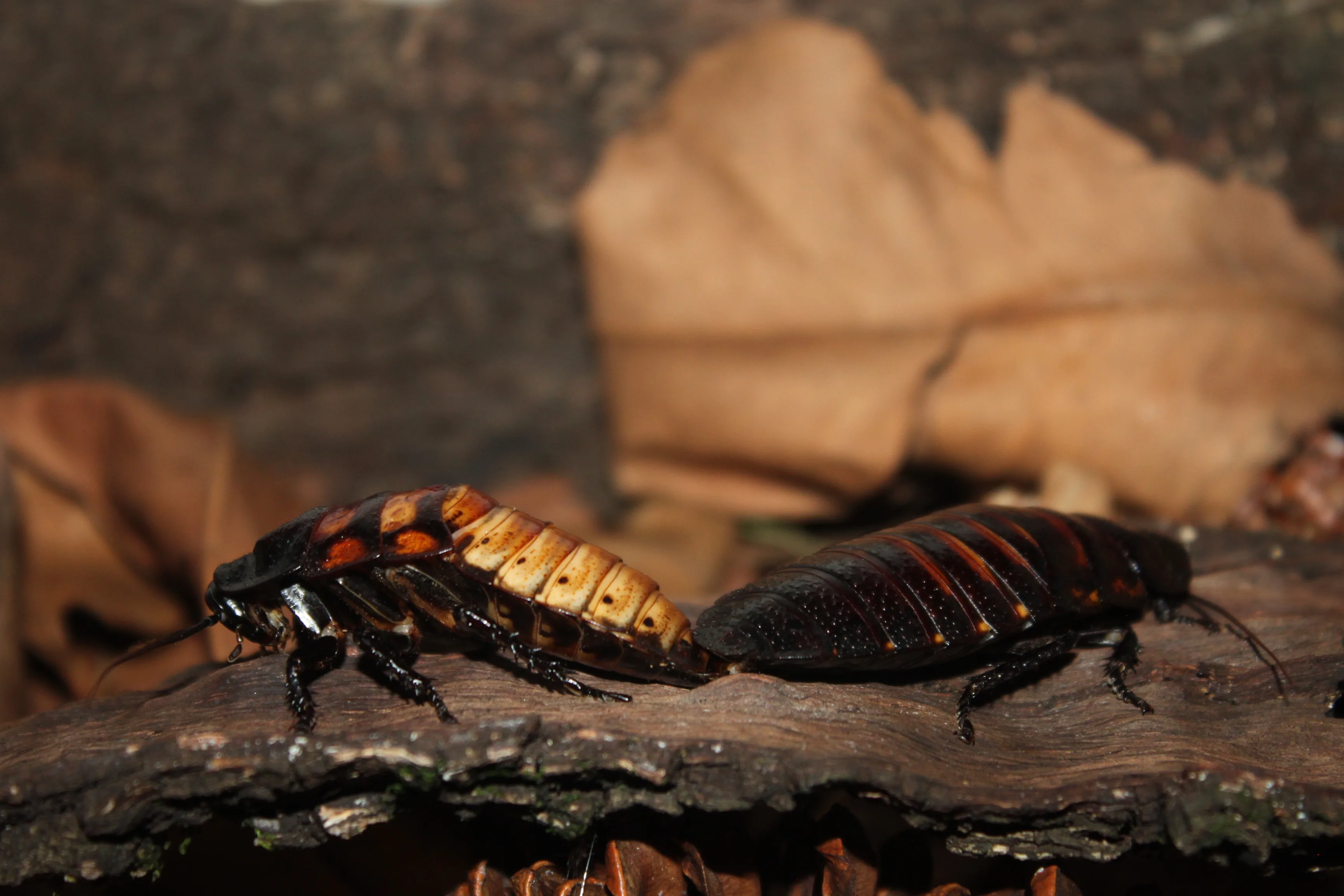 Gromphadorhina portentosa — Bild 2 von 2