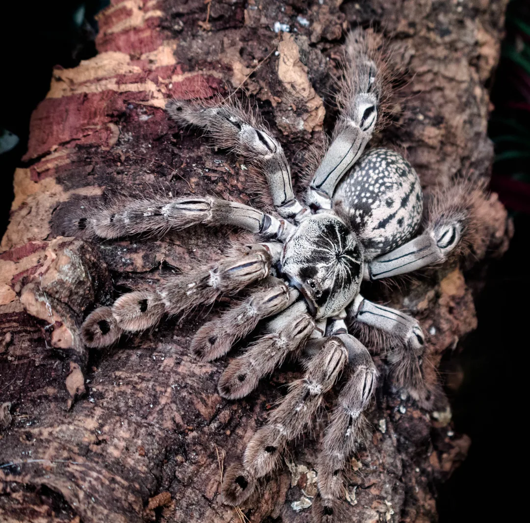 Foto von Heteroscodra maculata