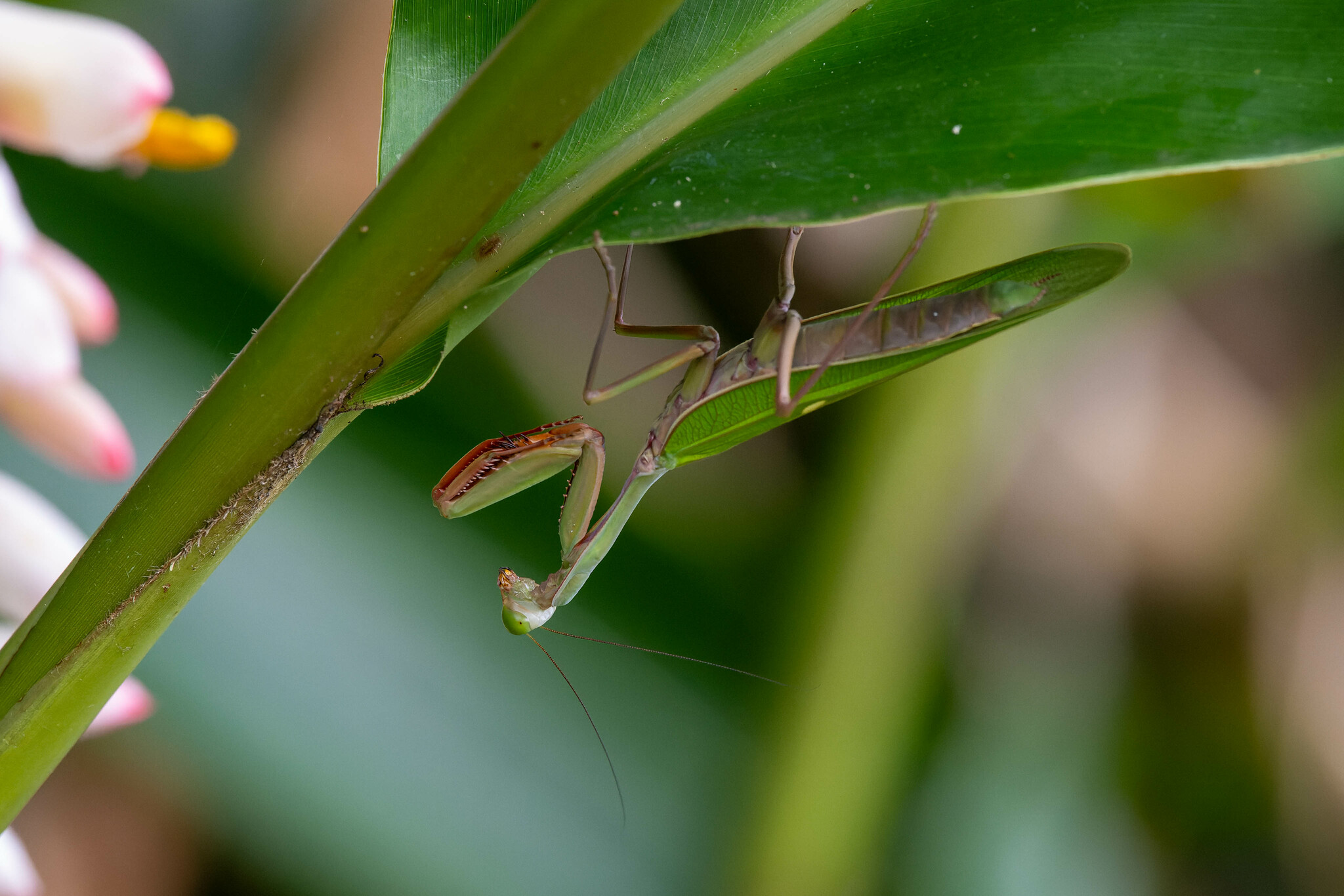 Hierodula majuscula
