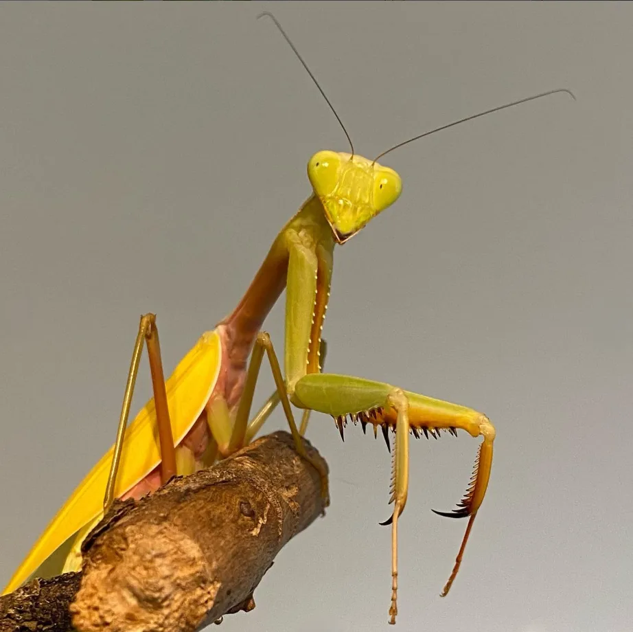 Foto von Hierodula venosa