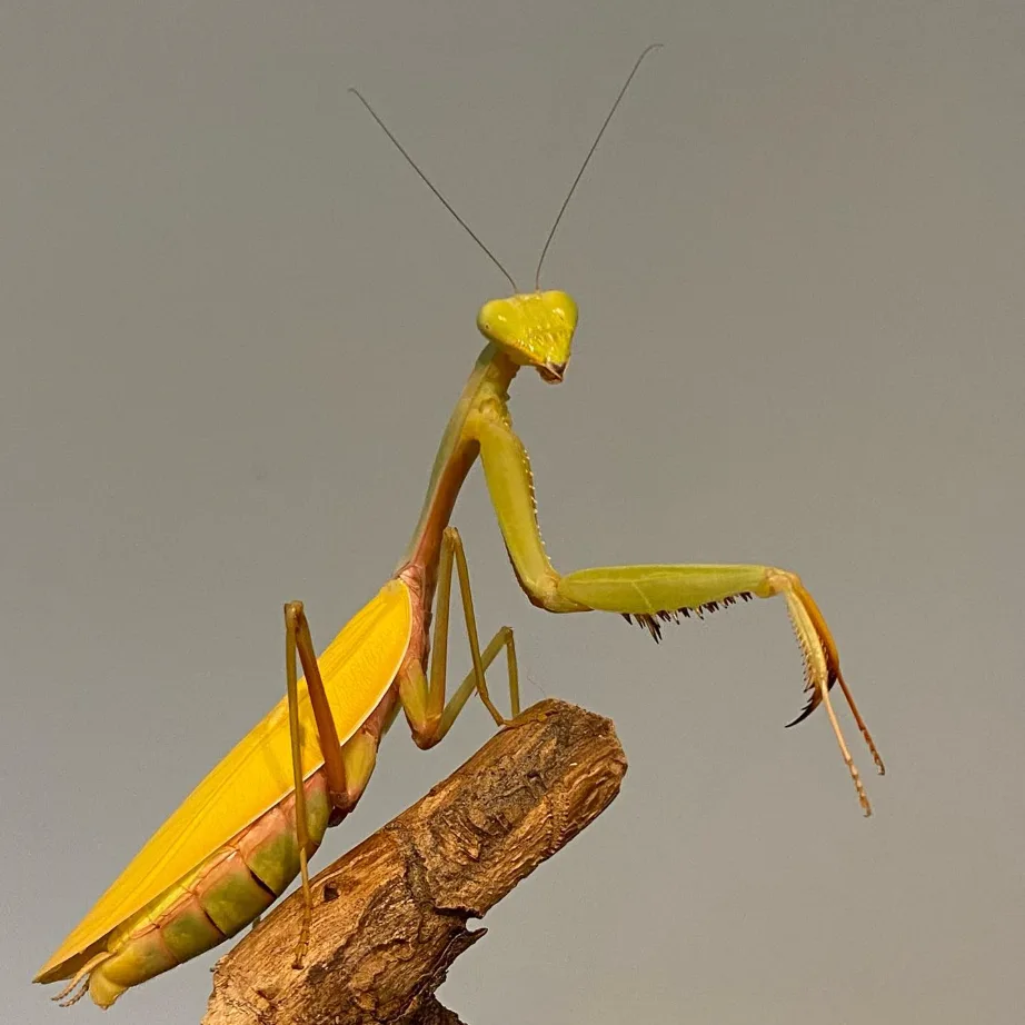 Hierodula venosa — Bild 2 von 2