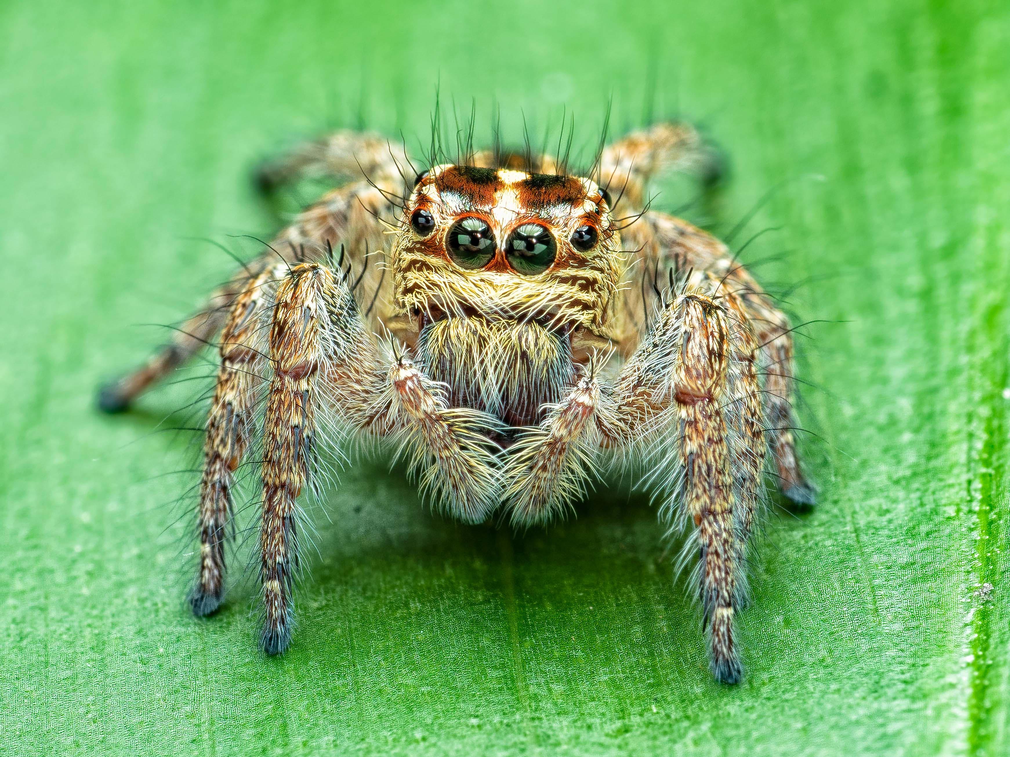 Hyllus diardi