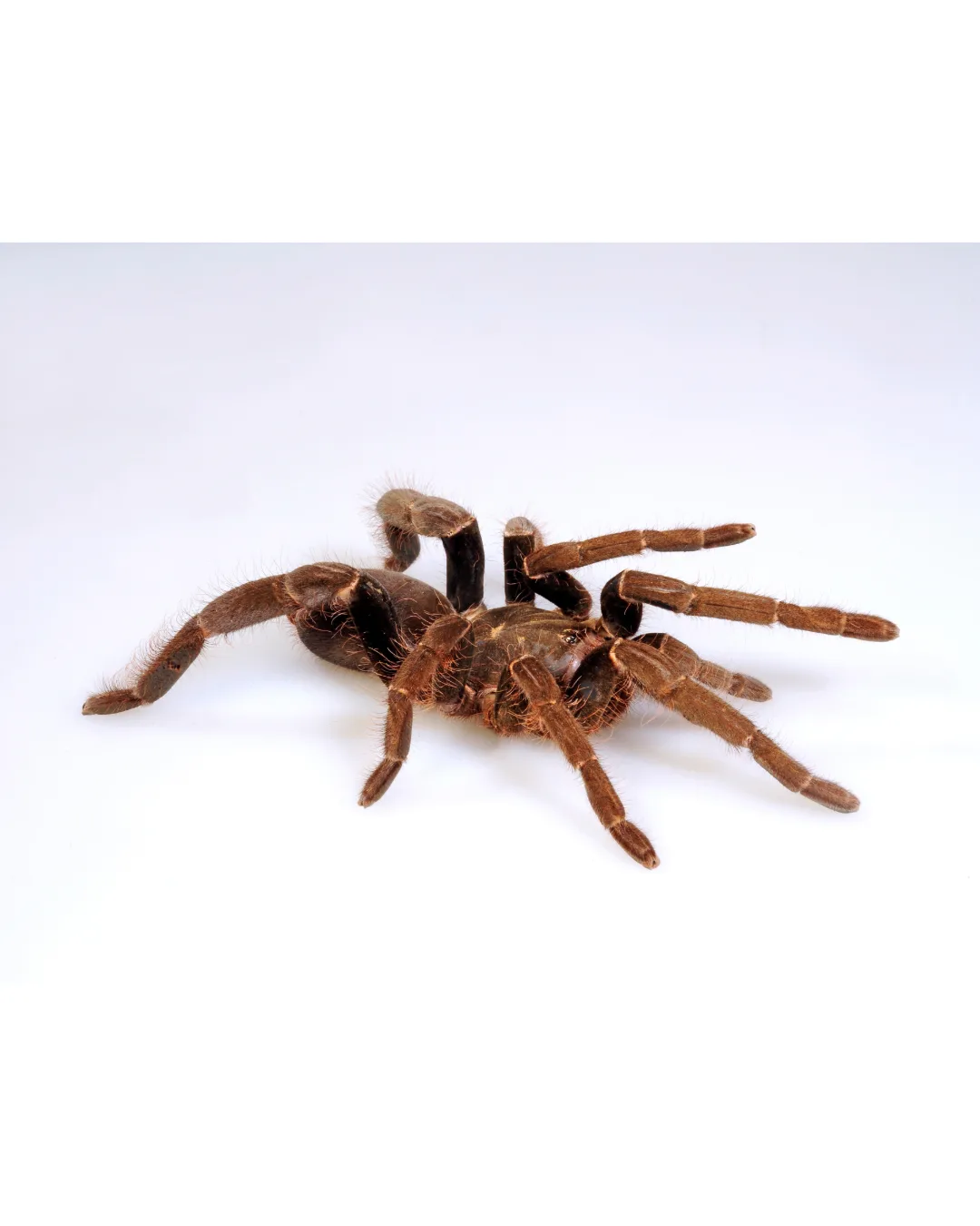 Foto von Hysterocrates gigas