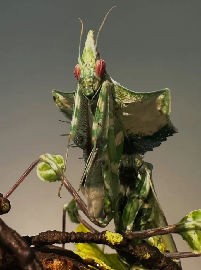 Foto von Idolomantis diabolica