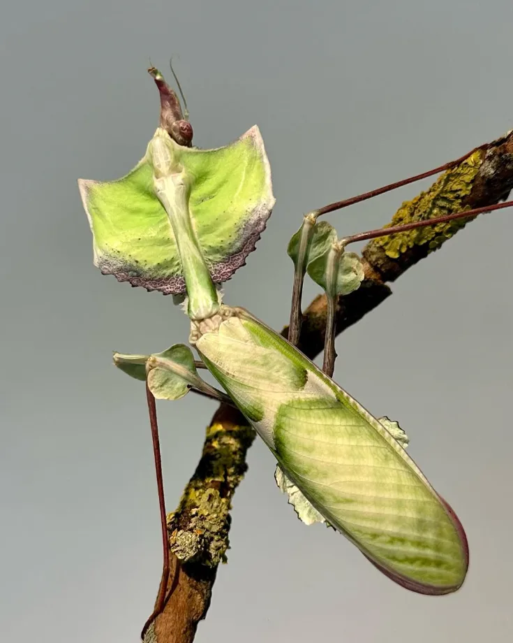 Idolomantis diabolica — Bild 2 von 2
