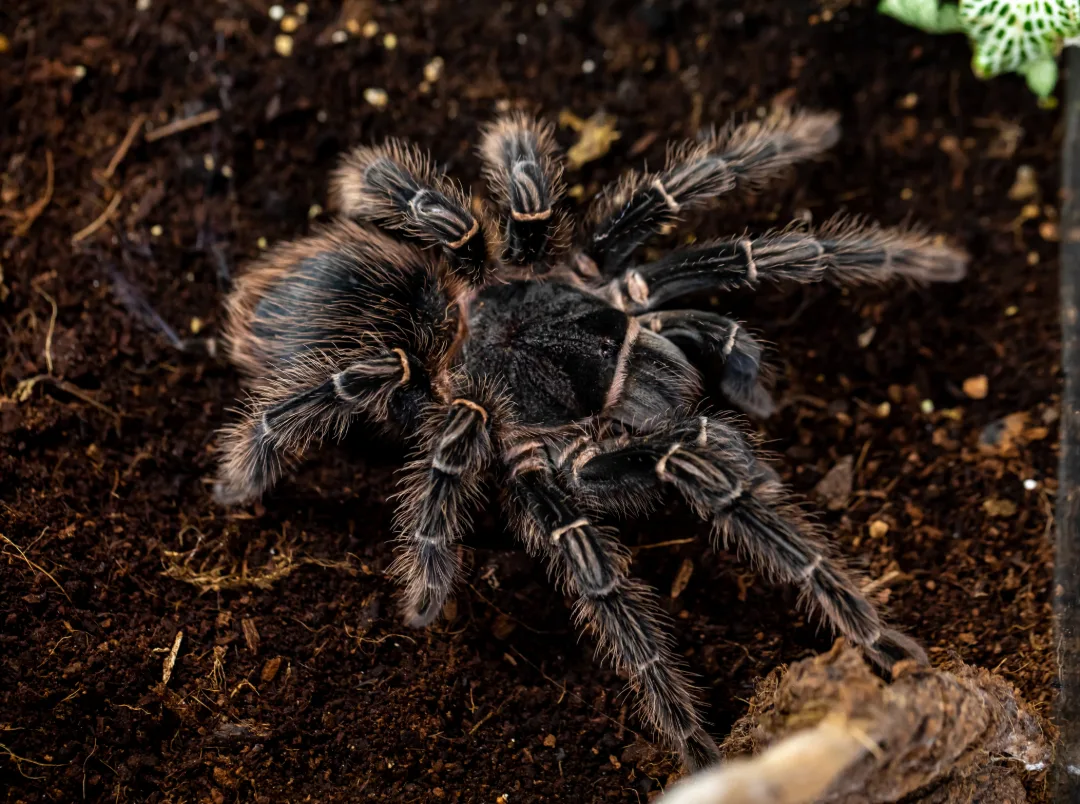 Foto von Lasiodora parahybana