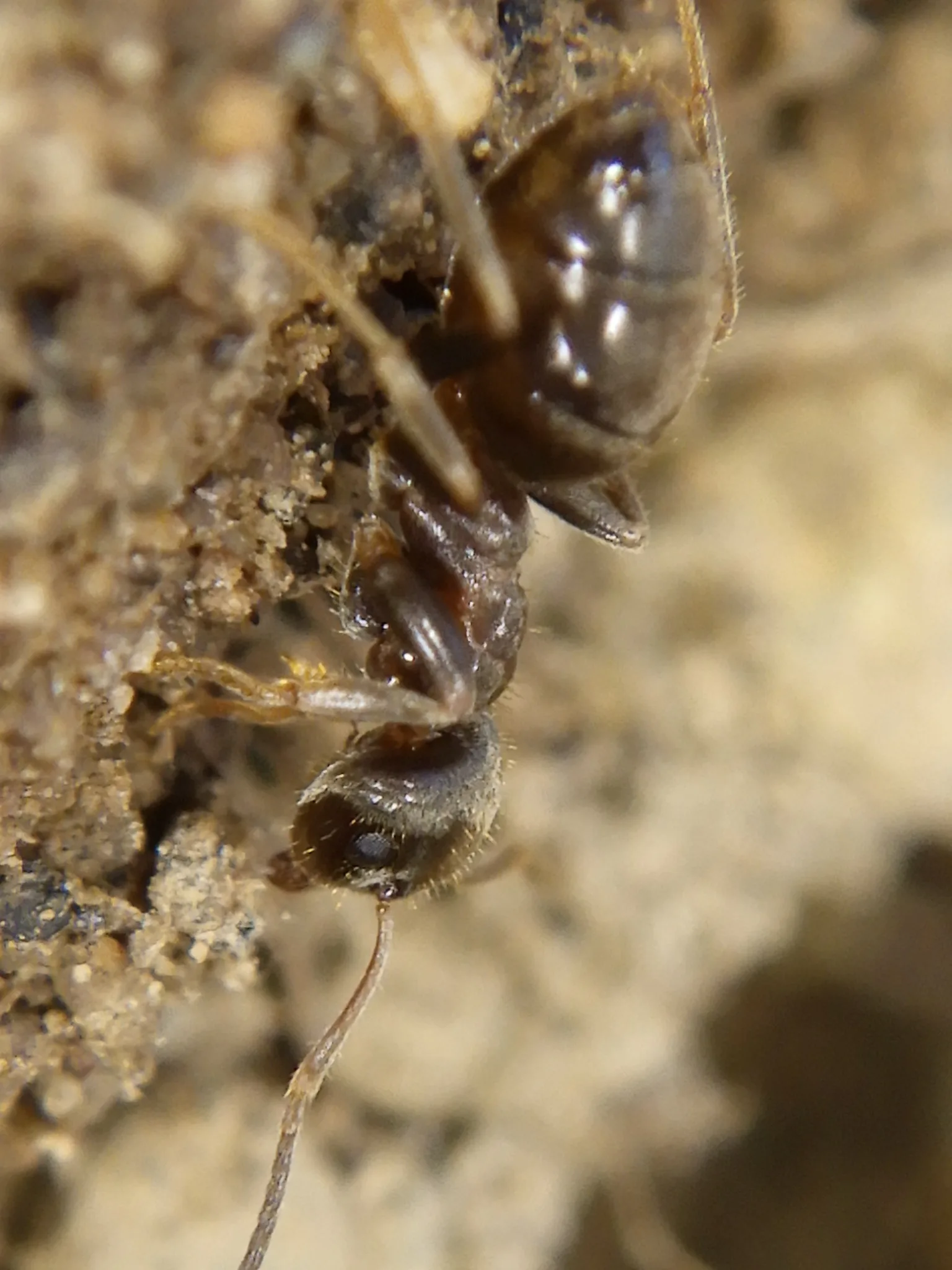 Foto von Lasius niger