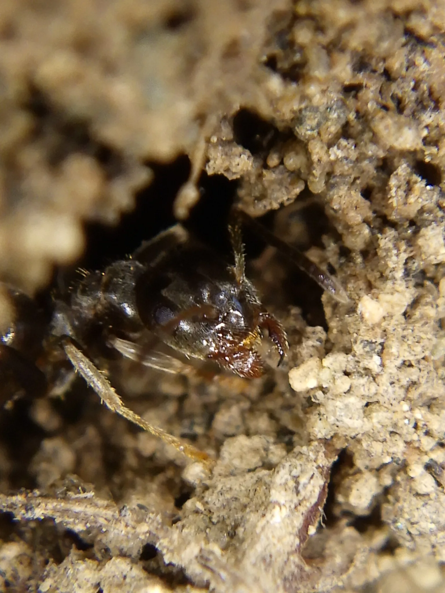 Lasius niger — Bild 2 von 4