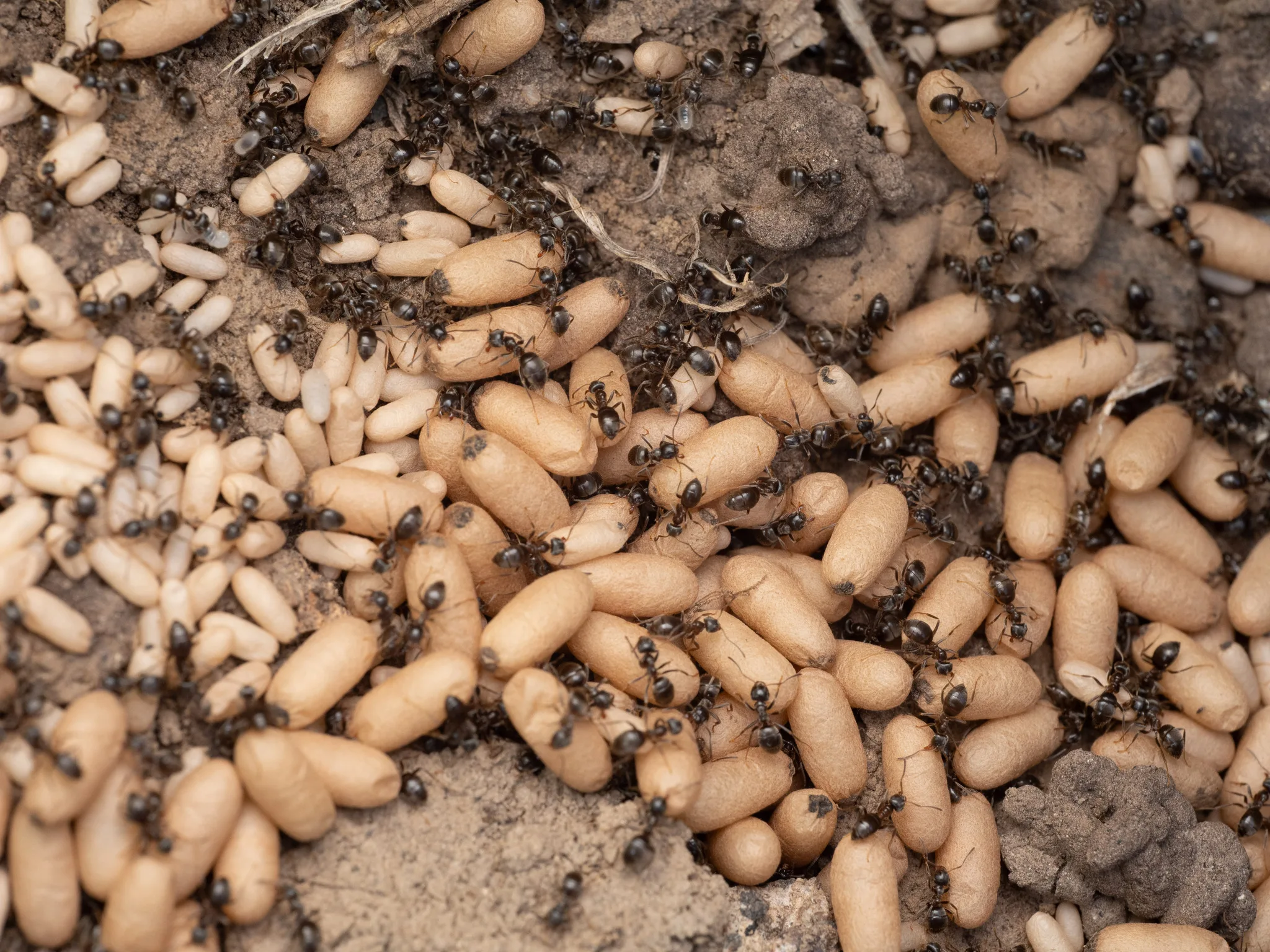 Lasius niger — Bild 4 von 4