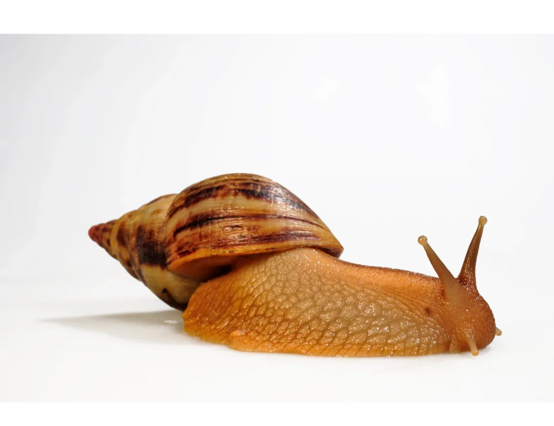 Foto von Lissachatina albopicta