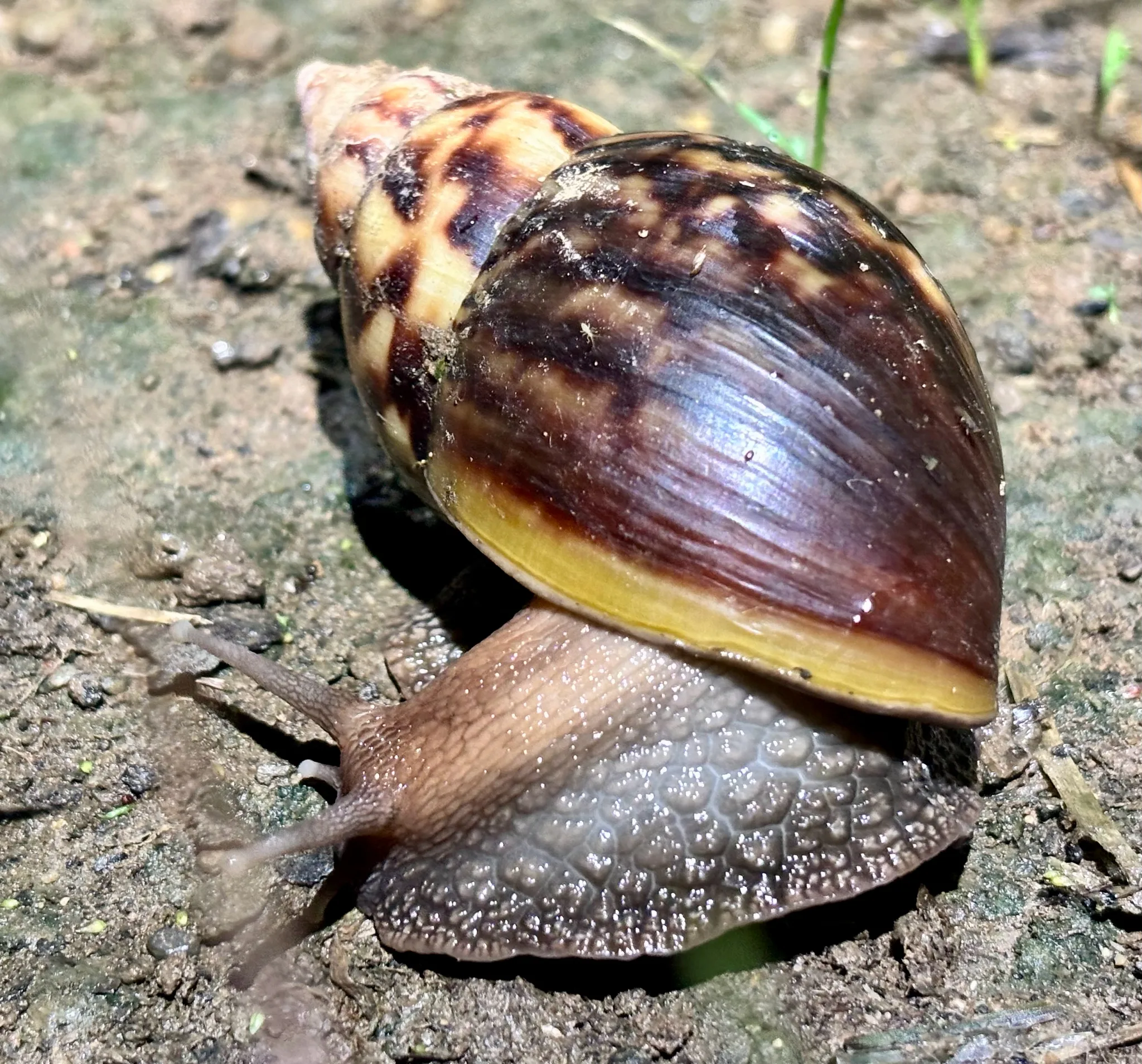 Foto von Lissachatina fulica