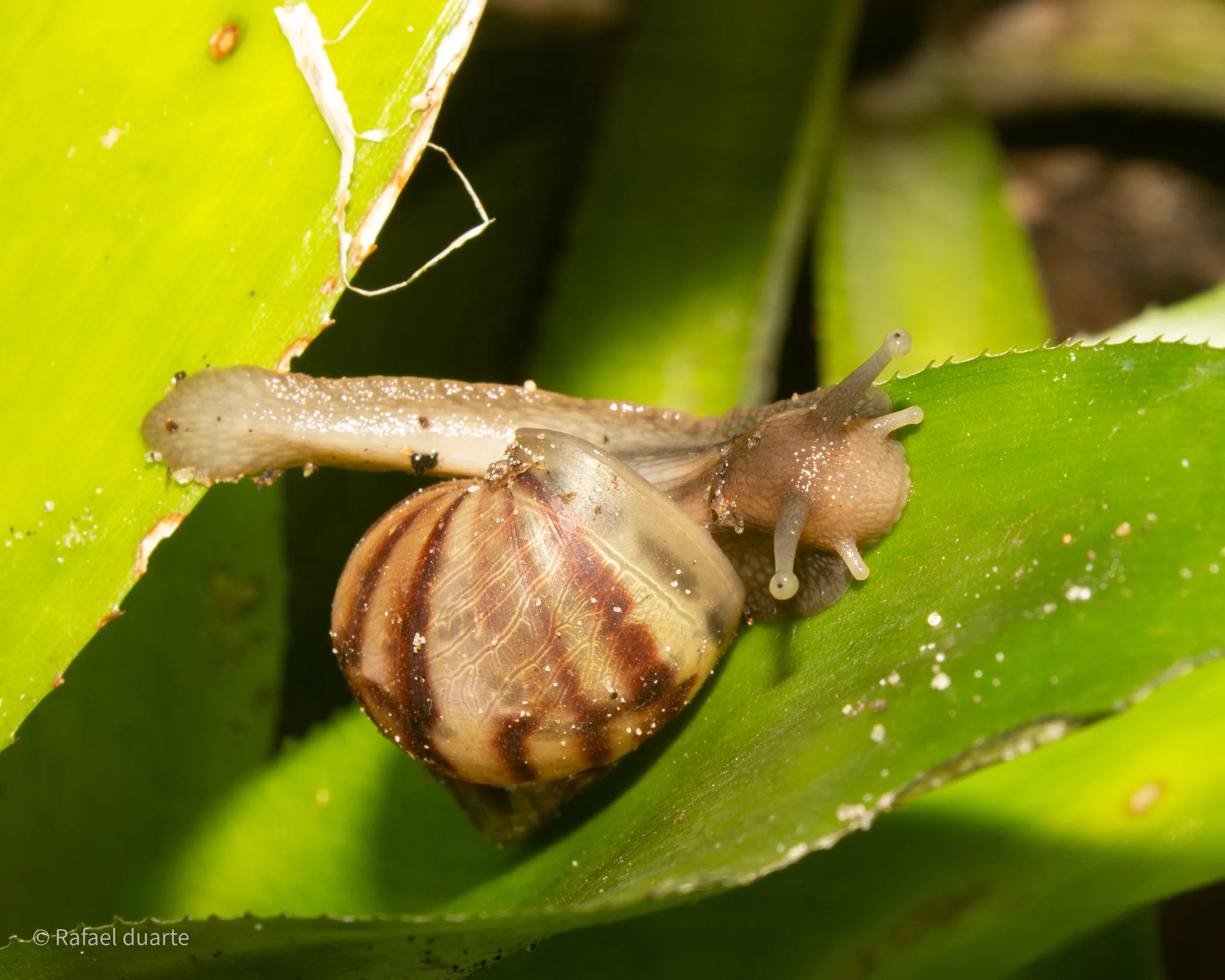 Lissachatina fulica — Bild 2 von 2