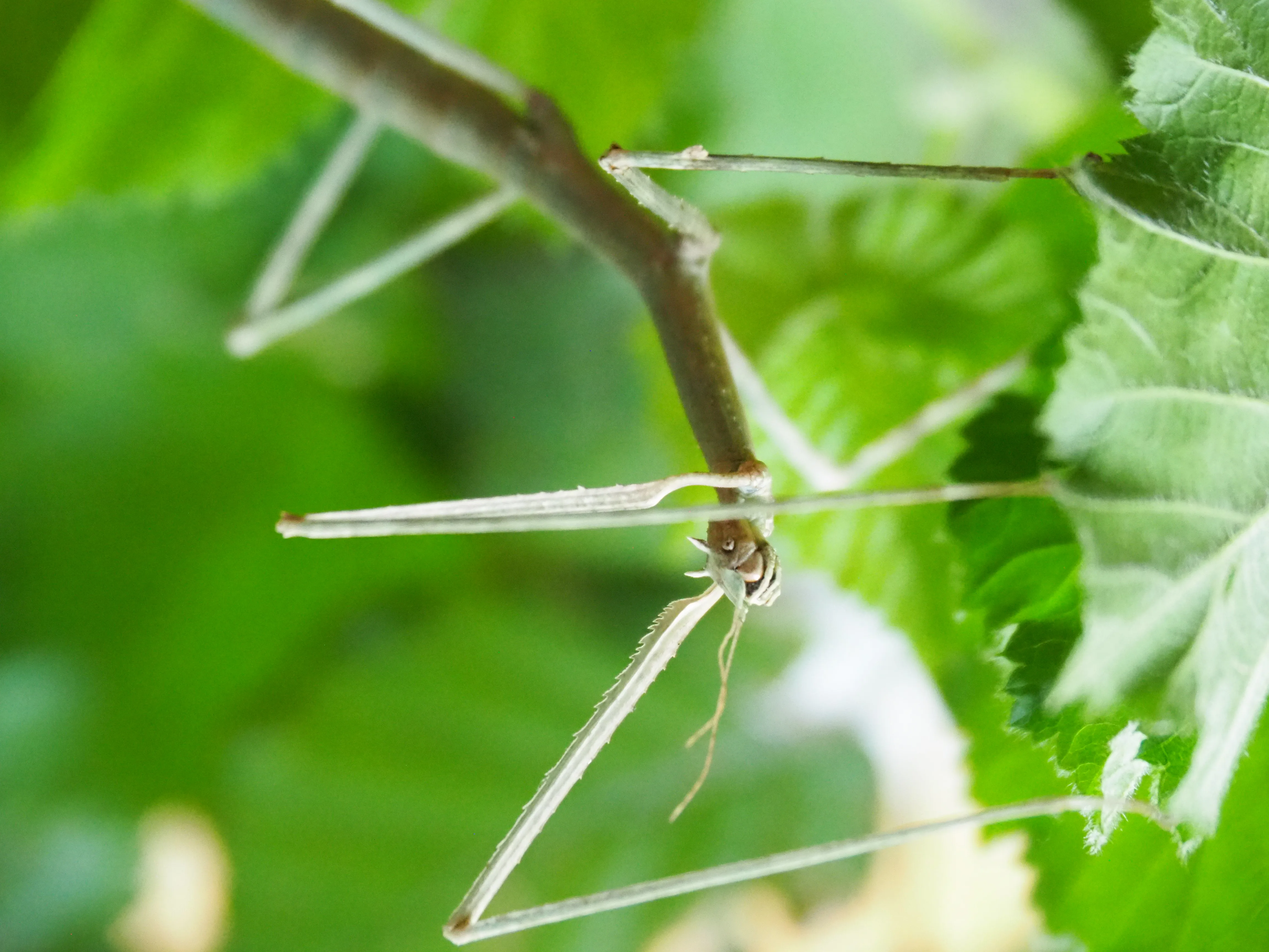 Foto von Medauroidea extradentata