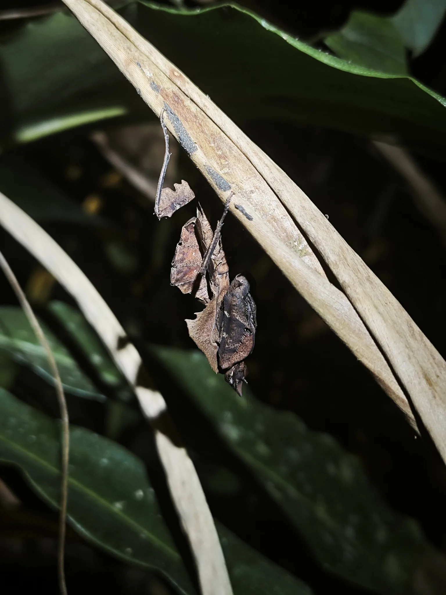 Foto von Parablepharis kuhlii asiatica