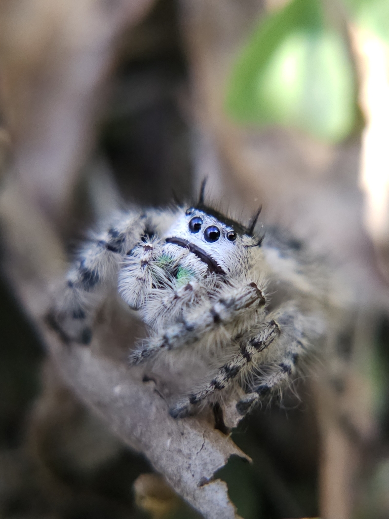 Phidippus otiosus