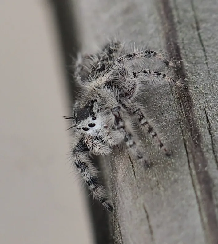 Phidippus otiosus — Bild 3 von 4