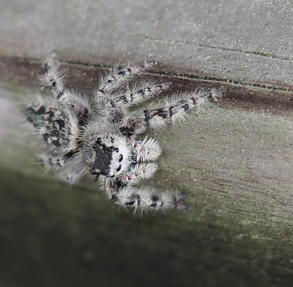 Phidippus otiosus — Bild 4 von 4