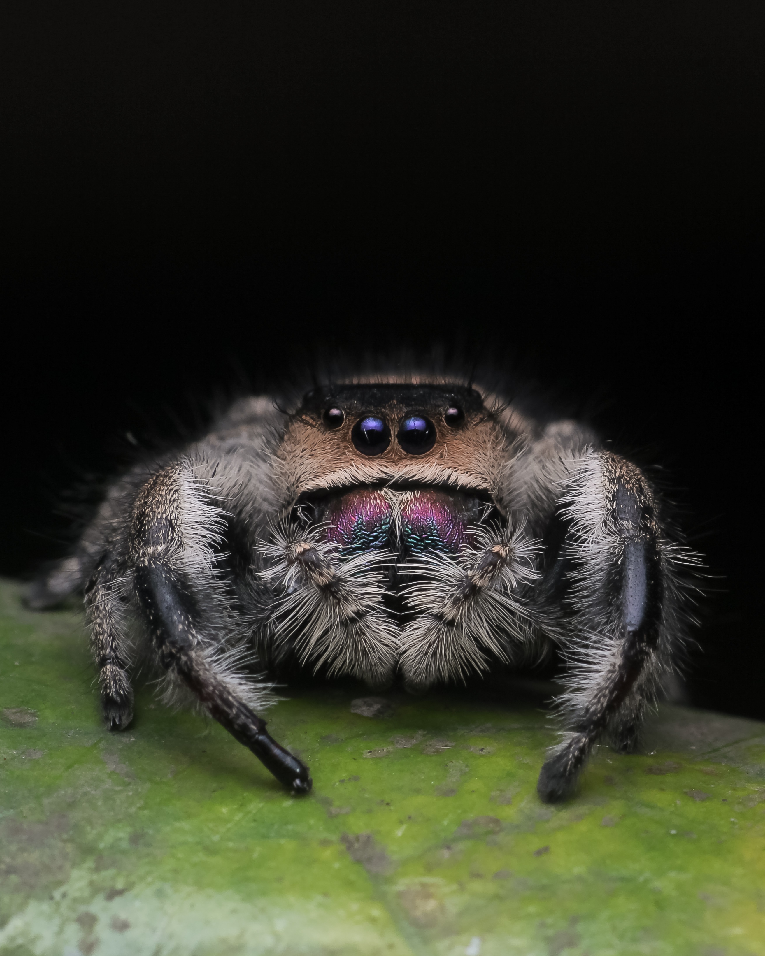 Phidippus regius
