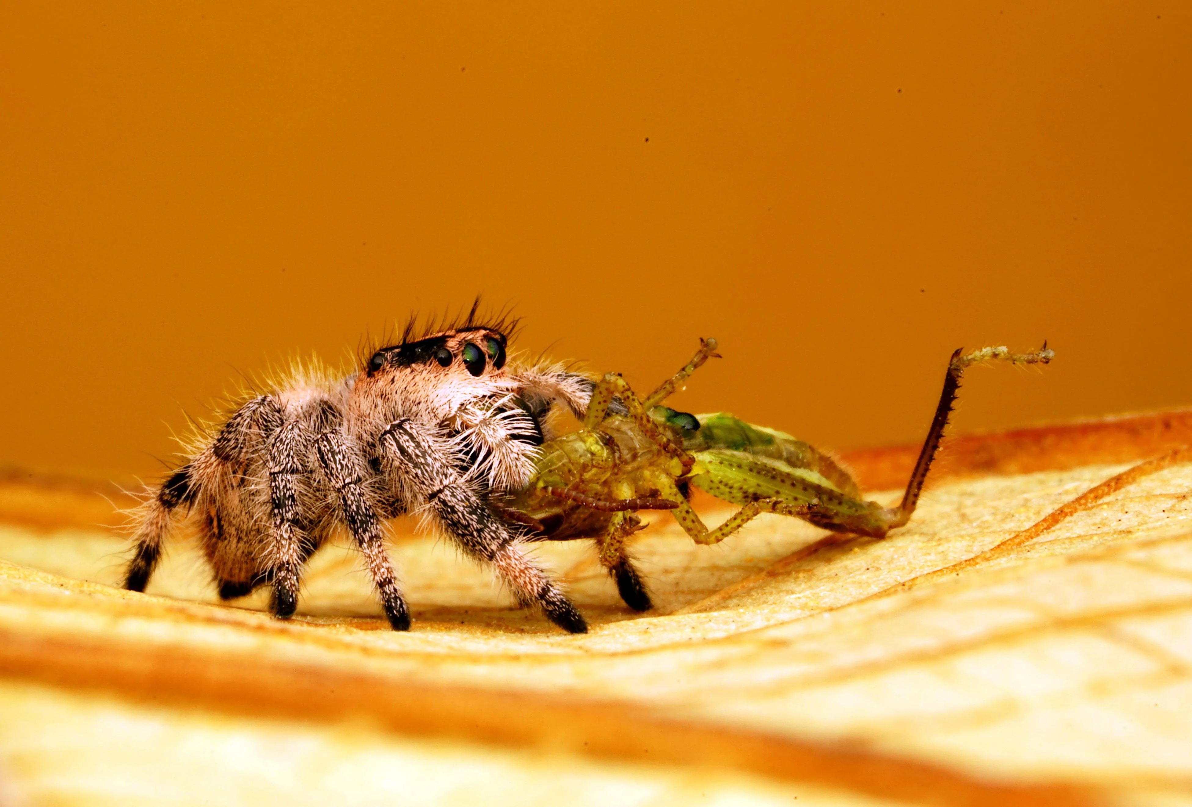 Phidippus regius — Bild 2 von 2
