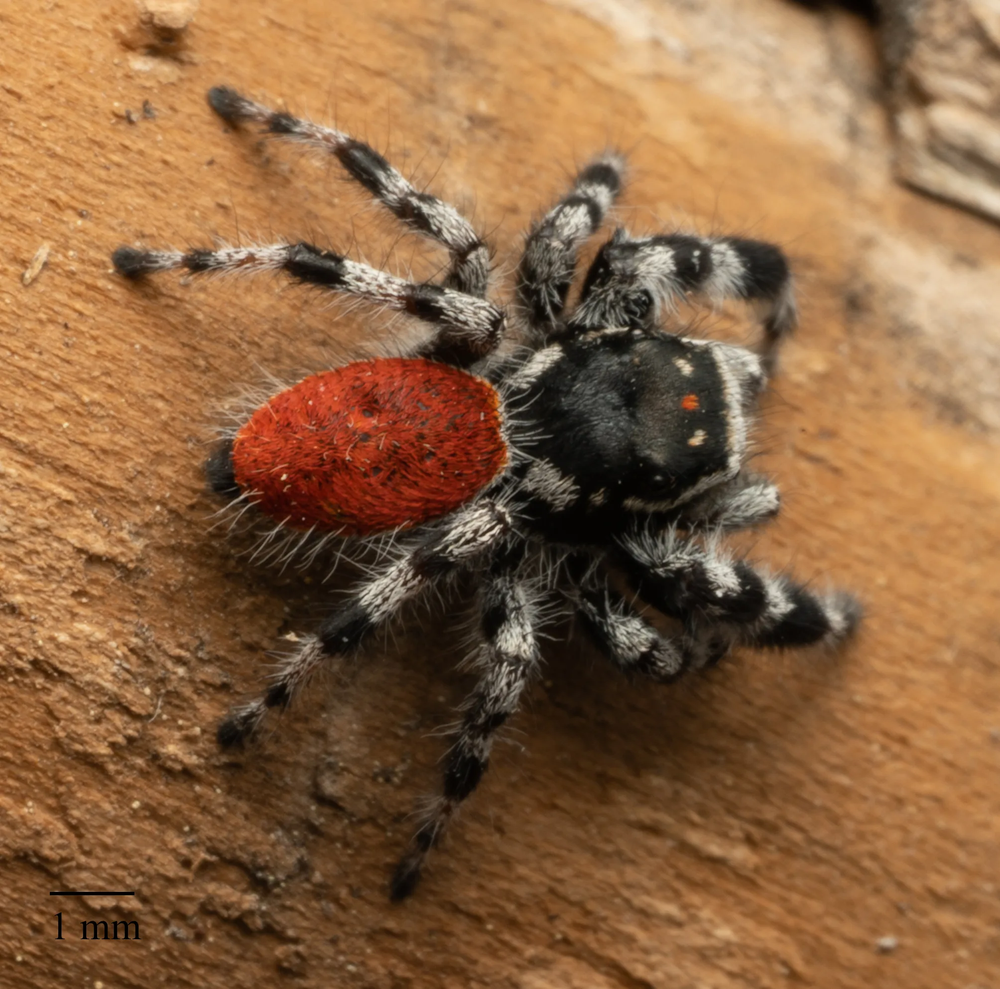 Phidippus tyrrelli — Bild 2 von 3
