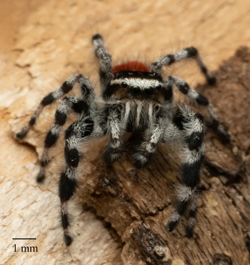 Foto von Phidippus tyrrelli