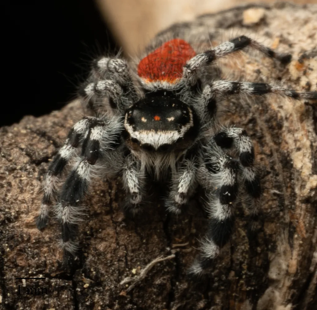 Phidippus tyrrelli — Bild 3 von 3