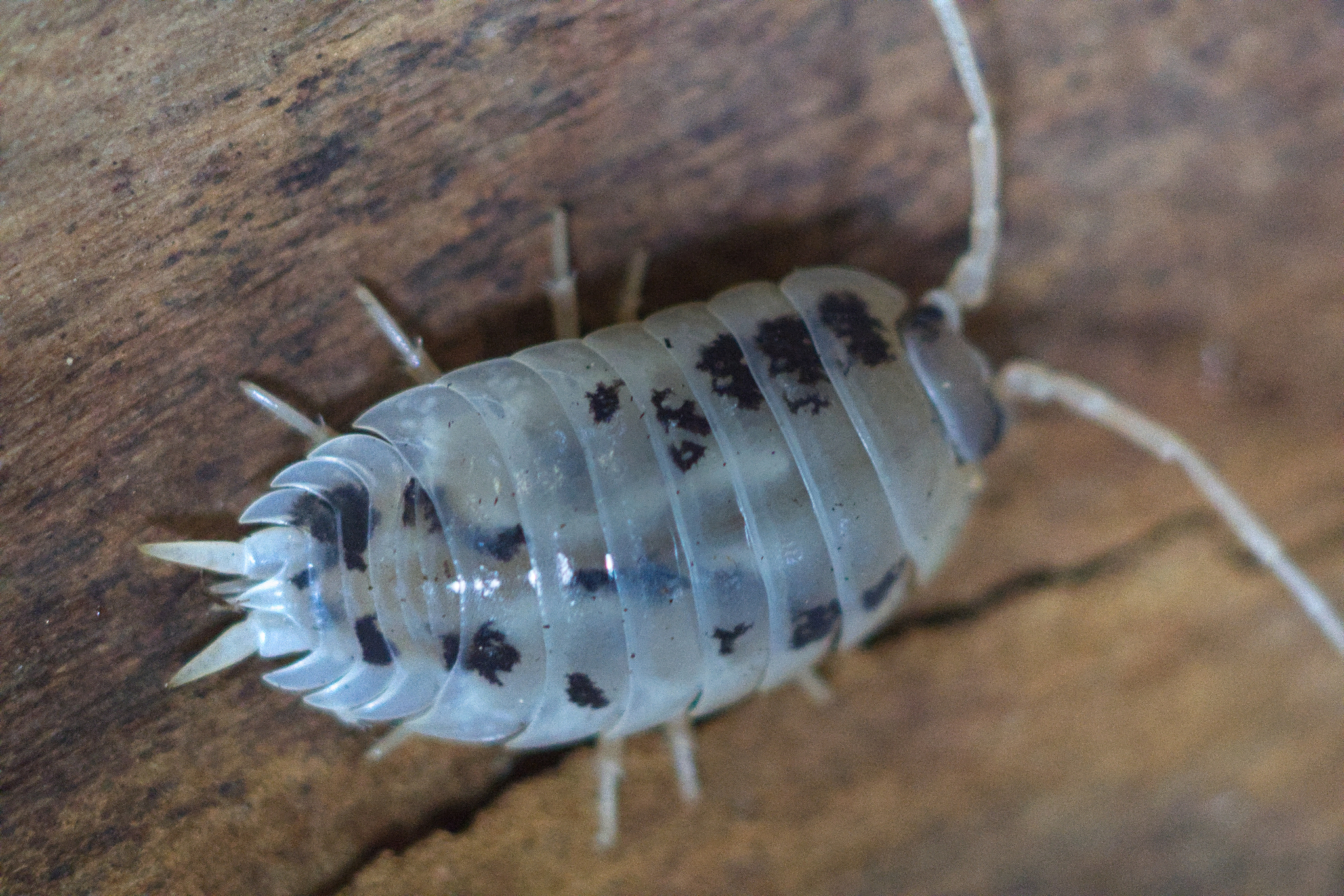 Porccellio laevis "Panda"