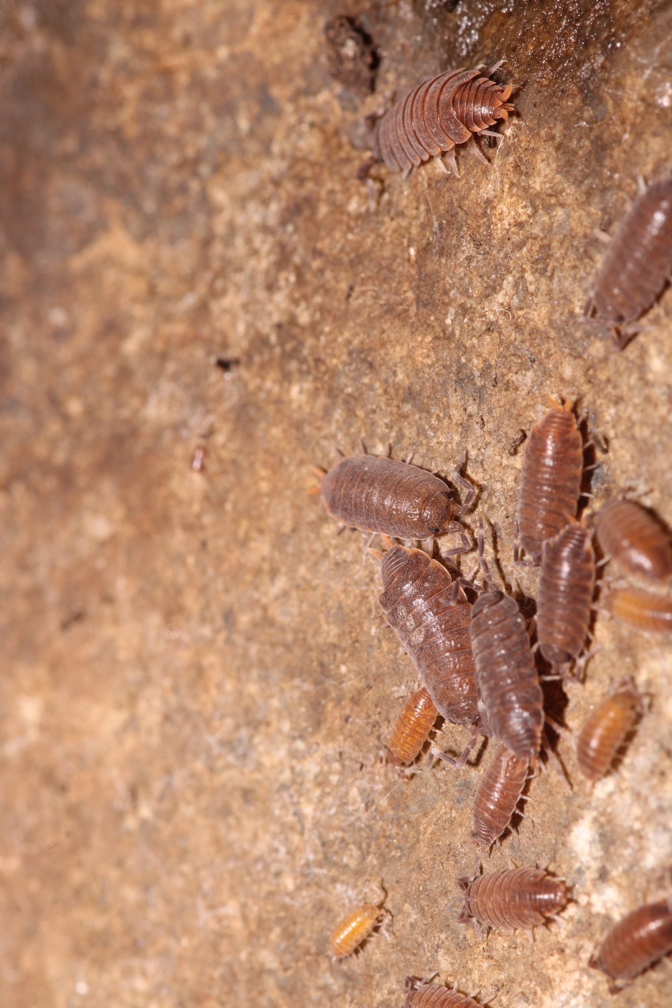 Porcellio pruinosus