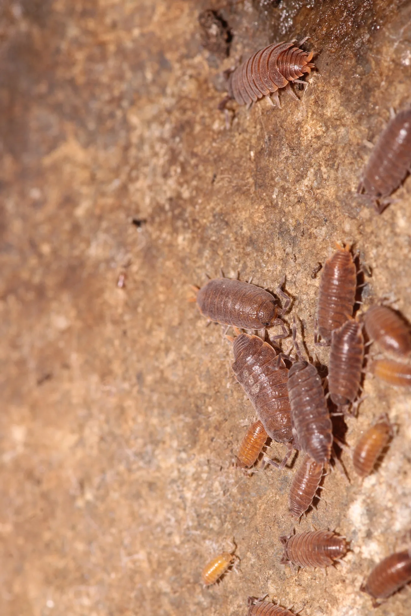 Foto von Porcellio pruinosus