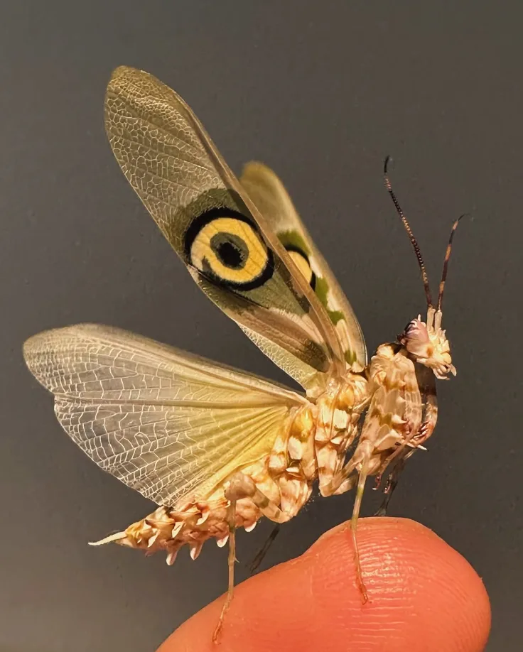 Pseudocreobotra wahlbergii — Bild 2 von 2