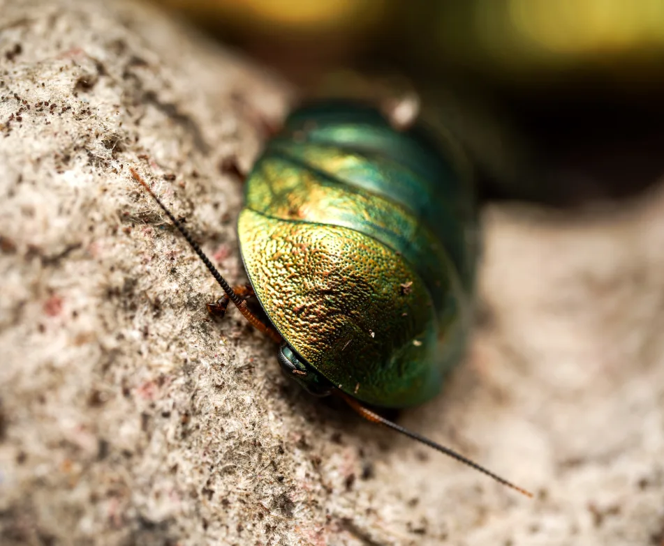 Foto von Pseudoglomeris magnifica